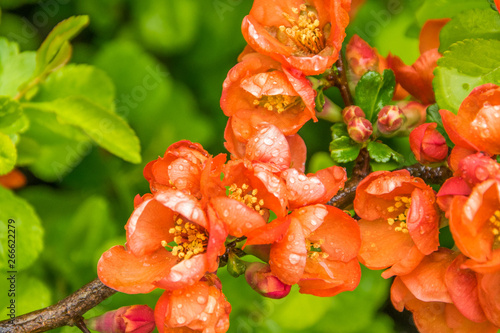 Blooming Japanese quince, branches of chaenomeles japonica with beautiful flowers on a rainy sunny day photo