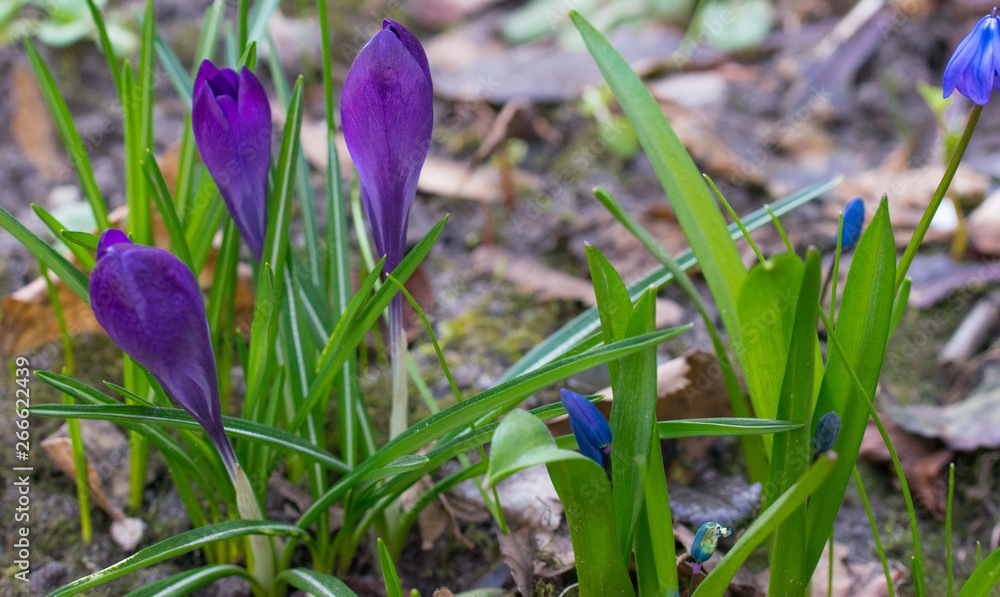 Purple Crocuses and Blue Scylla are the first spring flowers Purple Crocuses and Blue Scylla are the first spring flowers