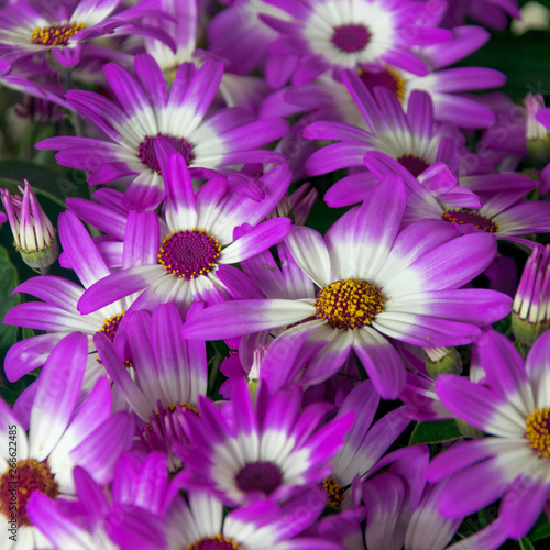 Beautiful white and purple Cineraria flowers in the garden