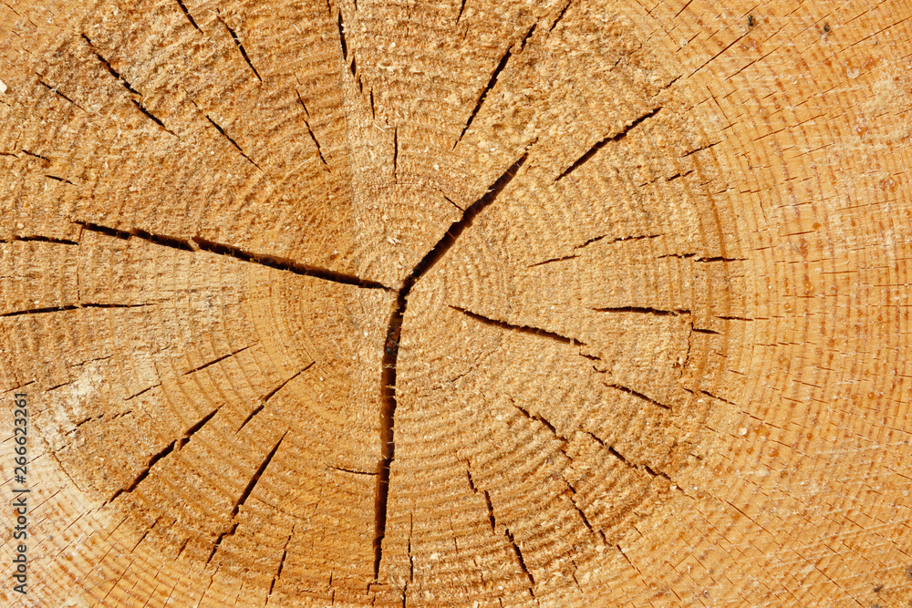 Fototapeta premium Pine cut texture