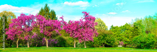 Banner Of Beautiful Blooming Trees In Park With Blue Sky And Clouds photo