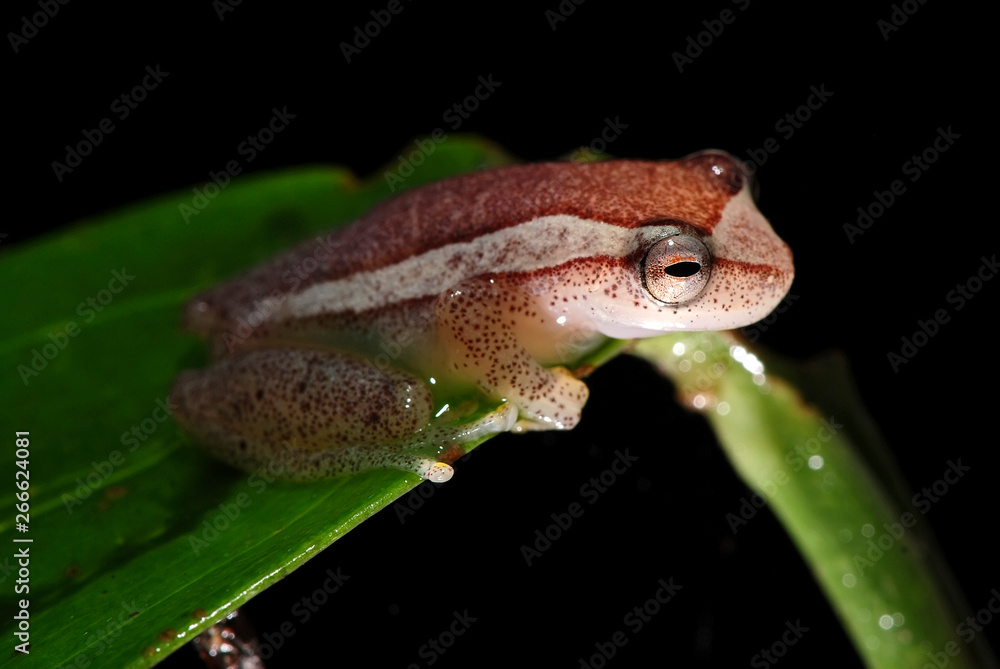 Elegant forest treefrog photographed in Guarapari, Espírito Santo - Southeast of Brazil. Atlantic Forest Biome. Picture made in 2007 Elegant forest treefrog photographed in Guarapari, Espírito Santo - Southeast of Brazil. Atlantic Forest Biome. Picture made in 2007