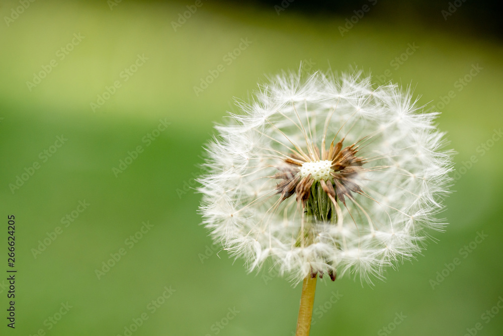 Macro photo of dandelion on the green background