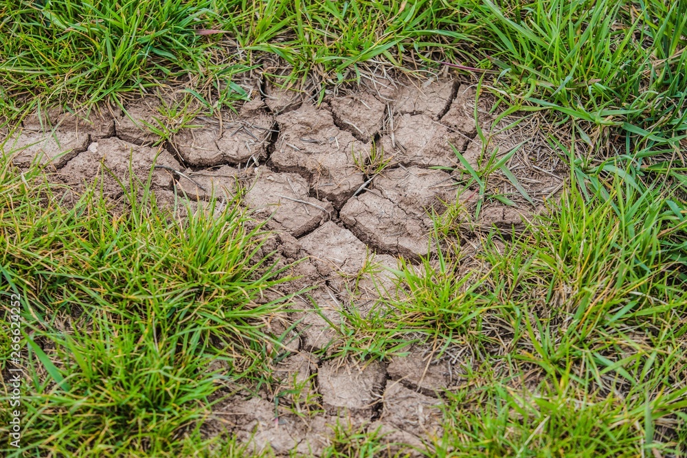 Parched brown earth with cracks on surface and fresh green grass. Bad weather conditions and global climate problem. Parched brown earth with cracks on surface and fresh green grass. Bad weather conditions and global climate problem.