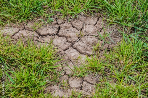 Parched brown earth with cracks on surface and fresh green grass. Bad weather conditions and global climate problem.