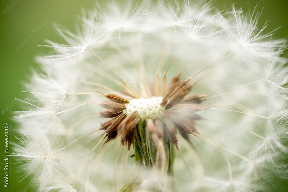 Obraz premium Macro photo of dandelion on the green background