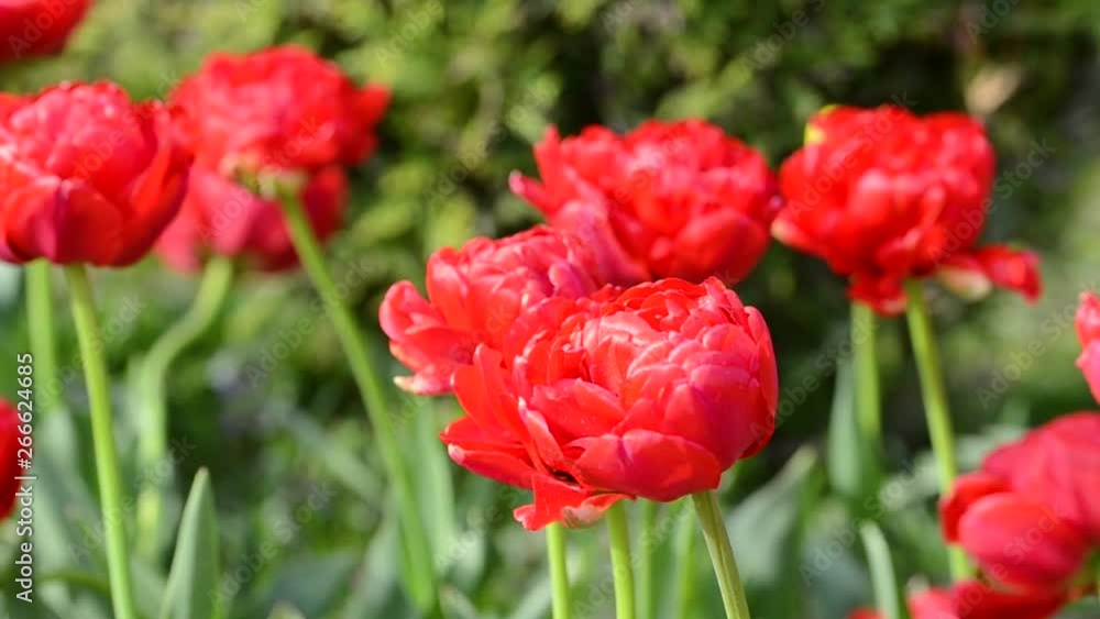 Tulips flowers swaying in the wind, colored spring tulips with beautiful blurred bouquet background Tulips flowers swaying in the wind, colored spring tulips with beautiful blurred bouquet background