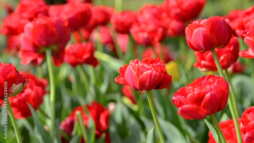 Tulips flowers swaying in the wind, colored spring tulips with beautiful blurred bouquet background Tulips flowers swaying in the wind, colored spring tulips with beautiful blurred bouquet background
