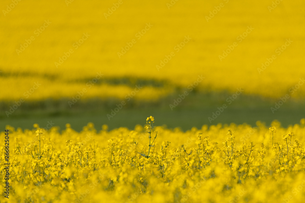 Obraz premium Blühendes Rapsfeld