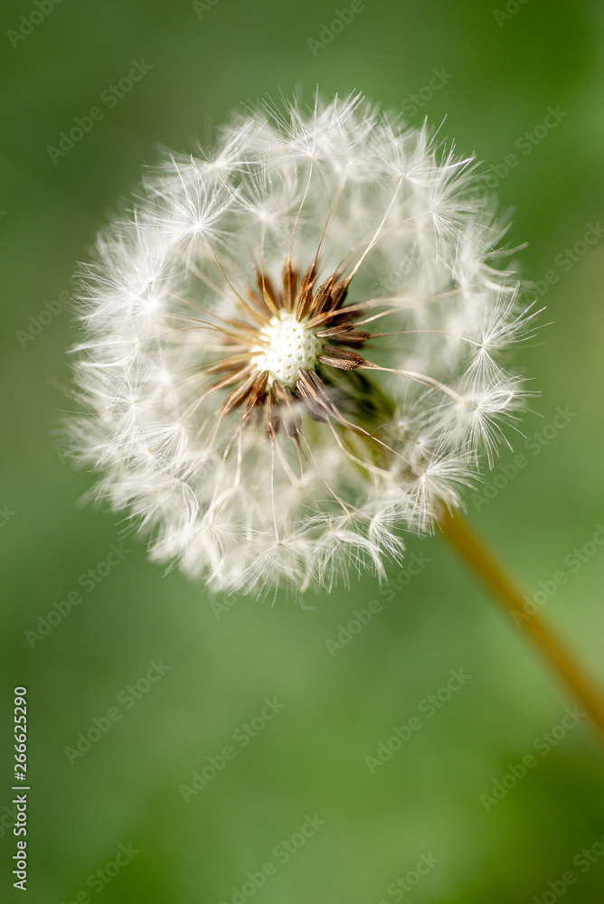 Fototapeta premium Macro photo of dandelion on the green background