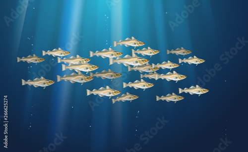 School of fish Codfish. Marine life. Cod atlantic, vector illustration with details and optimized specks to be used in packaging design, decoration, educational graphics, etc.