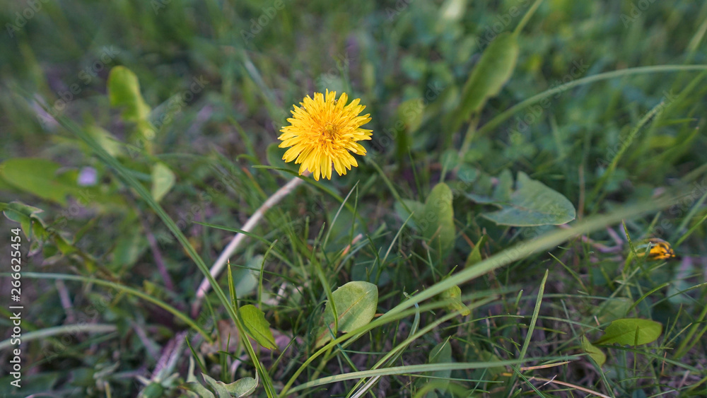 Macro Photo of a dandelion plant. Dandelion plant with a fluffy yellow bud. Yellow dandelion flower growing in the ground. Dandelion with plant Lamium purpureum Macro Photo of a dandelion plant. Dandelion plant with a fluffy yellow bud. Yellow dandelion flower growing in the ground. Dandelion with plant Lamium purpureum