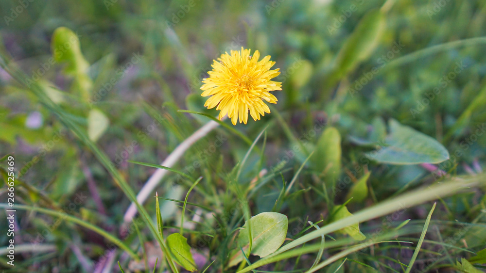Macro Photo of a dandelion plant. Dandelion plant with a fluffy yellow bud. Yellow dandelion flower growing in the ground. Dandelion with plant Lamium purpureum Macro Photo of a dandelion plant. Dandelion plant with a fluffy yellow bud. Yellow dandelion flower growing in the ground. Dandelion with plant Lamium purpureum