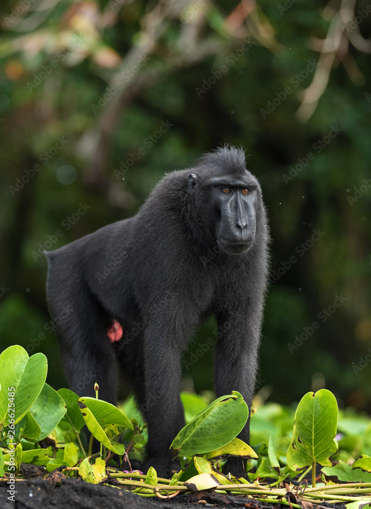 The Celebes crested macaque . Crested black macaque, Sulawesi crested macaque, sulawesi macaque or the black ape. Natural habitat. Sulawesi Island. Indonesia. The Celebes crested macaque . Crested black macaque, Sulawesi crested macaque, sulawesi macaque or the black ape. Natural habitat. Sulawesi Island. Indonesia.