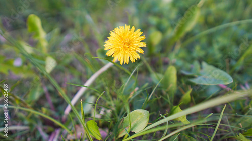 Macro Photo of a dandelion plant. Dandelion plant with a fluffy yellow bud. Yellow dandelion flower growing in the ground. Dandelion with plant Lamium purpureum 