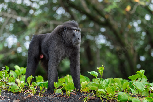 The Celebes crested macaque . Crested black macaque  Sulawesi crested macaque  sulawesi macaque or the black ape.  Natural habitat. Sulawesi Island. Indonesia.