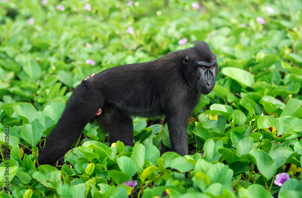 The Celebes crested macaque . Crested black macaque, Sulawesi crested macaque, sulawesi macaque or the black ape. Natural habitat. Sulawesi Island. Indonesia. The Celebes crested macaque . Crested black macaque, Sulawesi crested macaque, sulawesi macaque or the black ape. Natural habitat. Sulawesi Island. Indonesia.