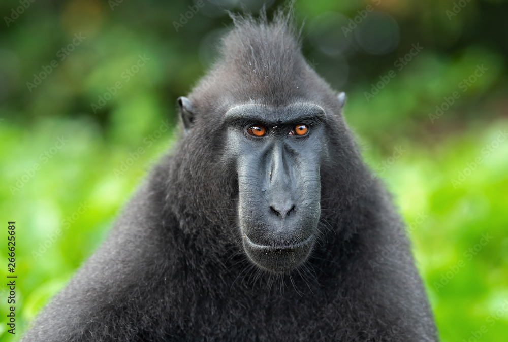 Obraz premium The Celebes crested macaque . Close up portrait, front view. Crested black macaque, Sulawesi crested macaque, or the black ape. Natural habitat. Sulawesi. Indonesia.