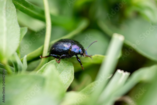 Photo of bug macro © Ivan Zivkovic