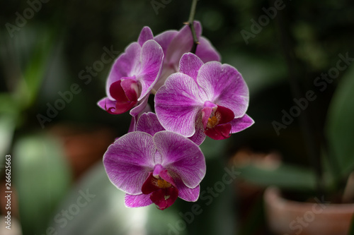 Vibrant pink and purple orchid close up view in a greenhouse