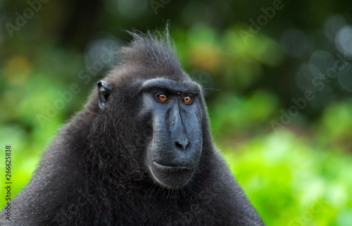 The Celebes crested macaque . Close up portrait, front view. Crested black macaque, Sulawesi crested macaque, or the black ape. Natural habitat. Sulawesi. Indonesia.