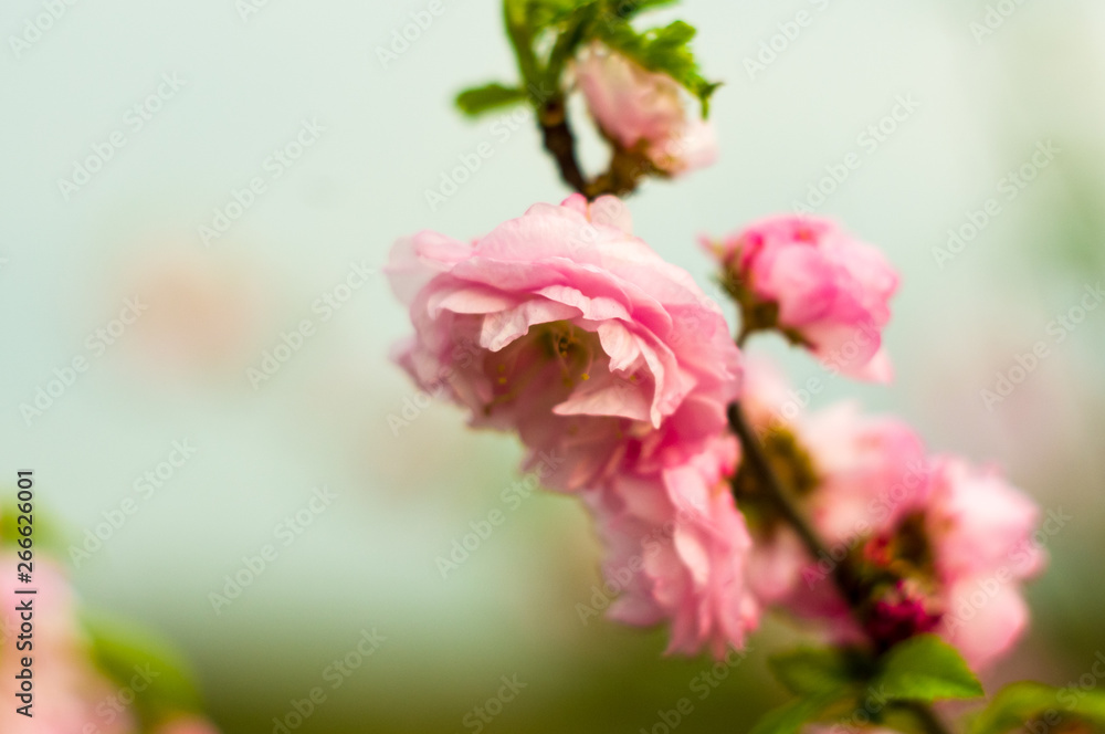 Background blooming beautiful pink cherries in raindrops on a sunny day in early spring close up, soft focus