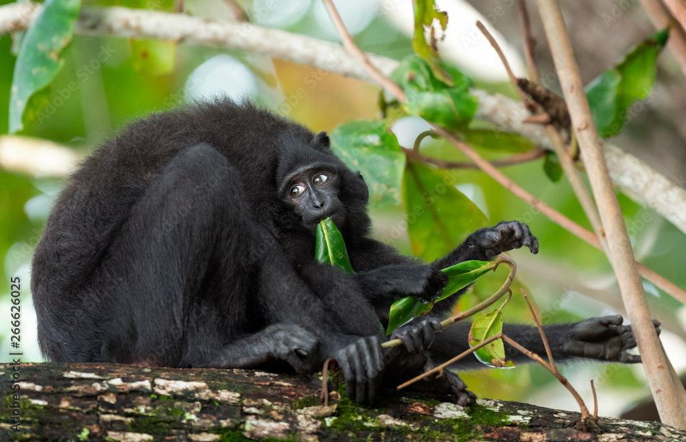 Obraz premium The Celebes crested macaque with cub on the branch of the tree. Crested black macaque, Sulawesi crested macaque, sulawesi macaque or the black ape. Natural habitat. Sulawesi. Indonesia.
