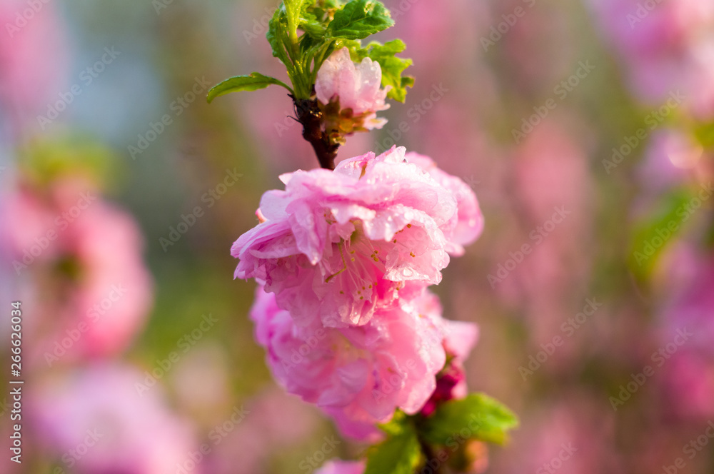 Background blooming beautiful pink cherries in raindrops on a sunny day in early spring close up, soft focus Background blooming beautiful pink cherries in raindrops on a sunny day in early spring close up, soft focus