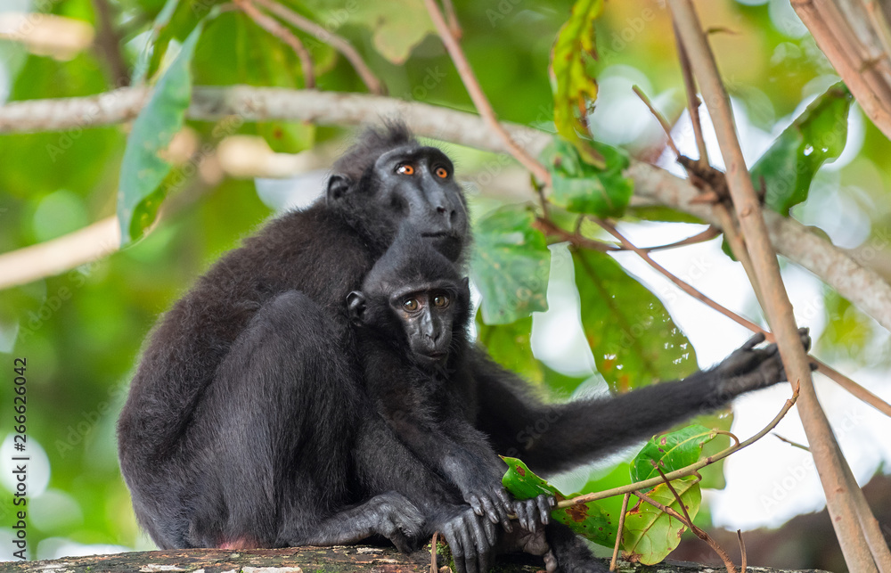 Obraz premium The Celebes crested macaque with cub on the branch of the tree. Crested black macaque, Sulawesi crested macaque, sulawesi macaque or the black ape. Natural habitat. Sulawesi. Indonesia.