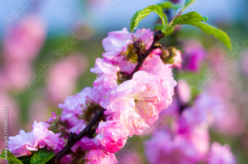 Background blooming beautiful pink cherries in raindrops on a sunny day in early spring close up, soft focus