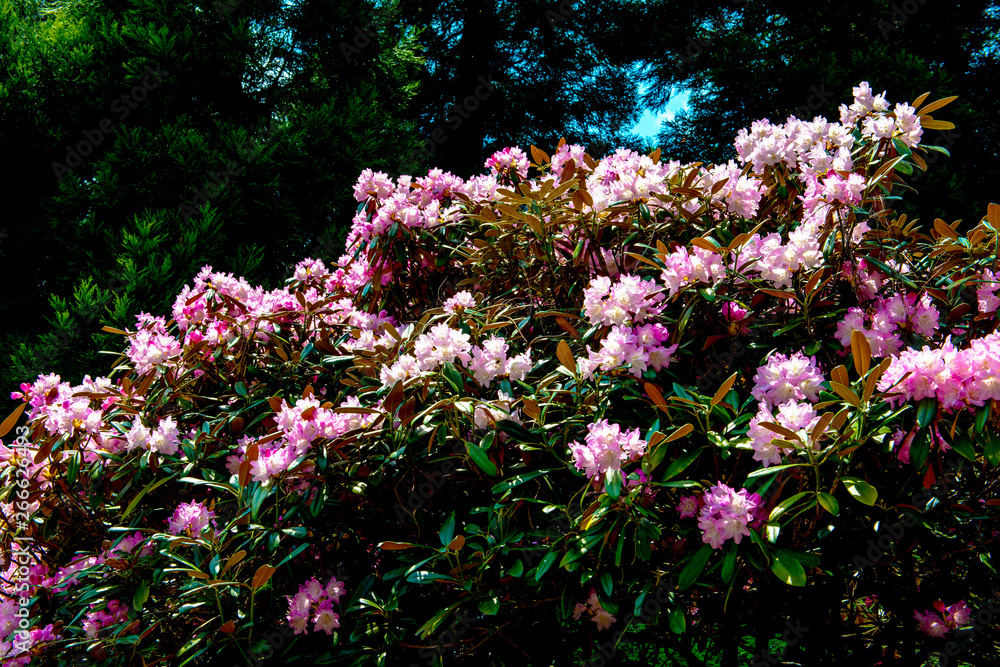 神角寺のシャクナゲ