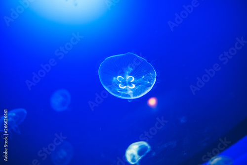 Transparent moon jellyfishes smoothly swimming in deep blue water in San Sebastian, Spain