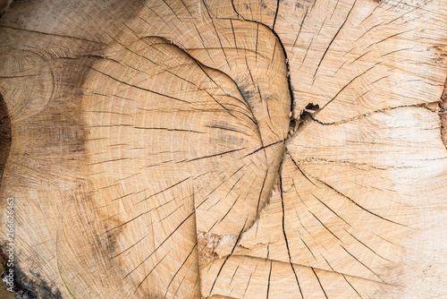 Wood texture. Stump in the forest, macro stump