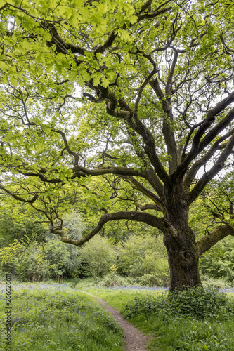 An old Oak tree in Staffhurst Woods near Oxted Surrey