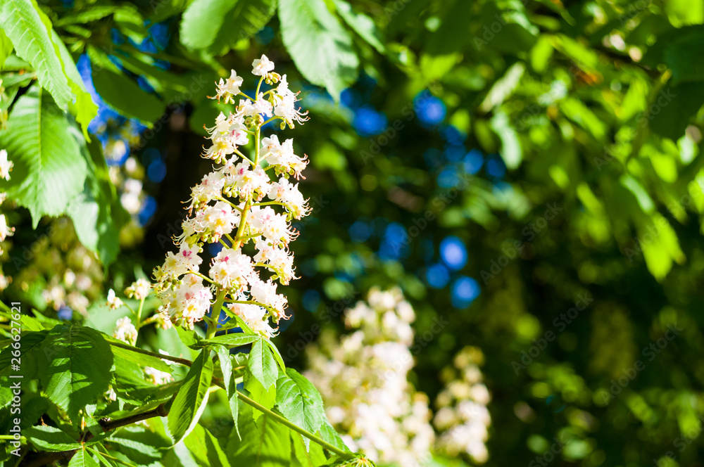 Flowering branches of chestnut Castanea sativa tree, and bright blue sky Flowering branches of chestnut Castanea sativa tree, and bright blue sky