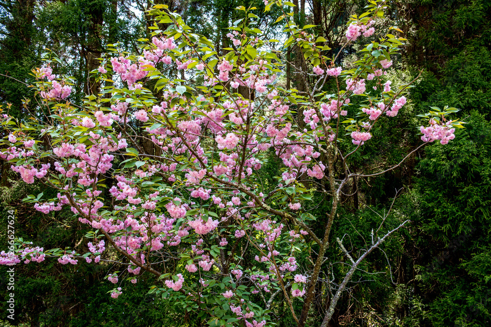 えぼし公園の八重桜