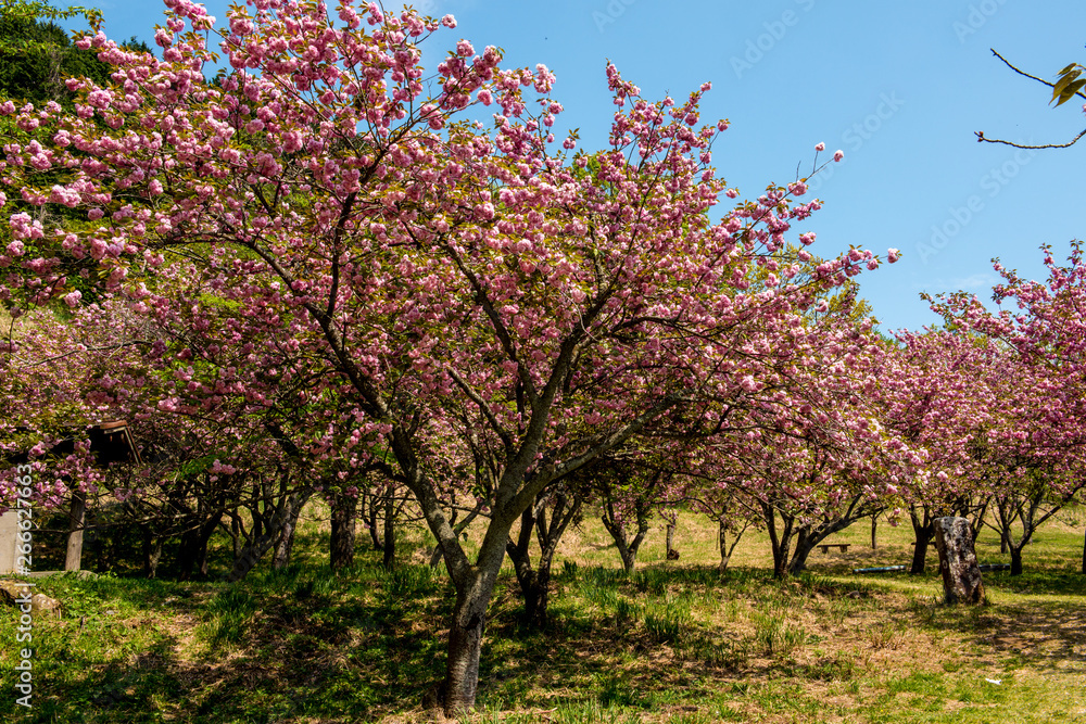 えぼし公園の八重桜 えぼし公園の八重桜