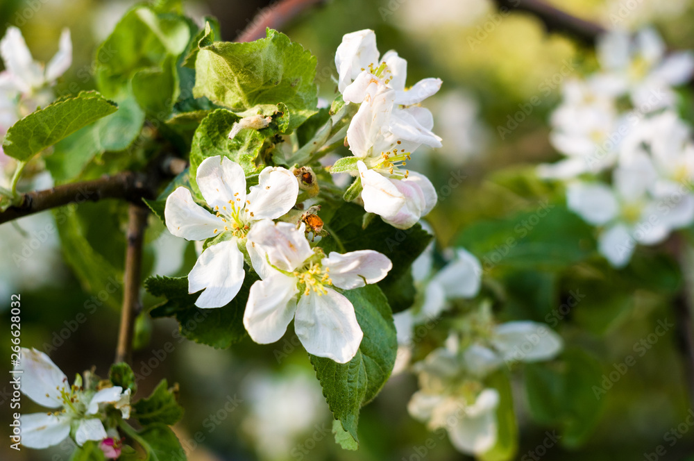 Background of blooming beautiful flowers of apple on a sunny day in early spring close up, soft focus Background of blooming beautiful flowers of apple on a sunny day in early spring close up, soft focus
