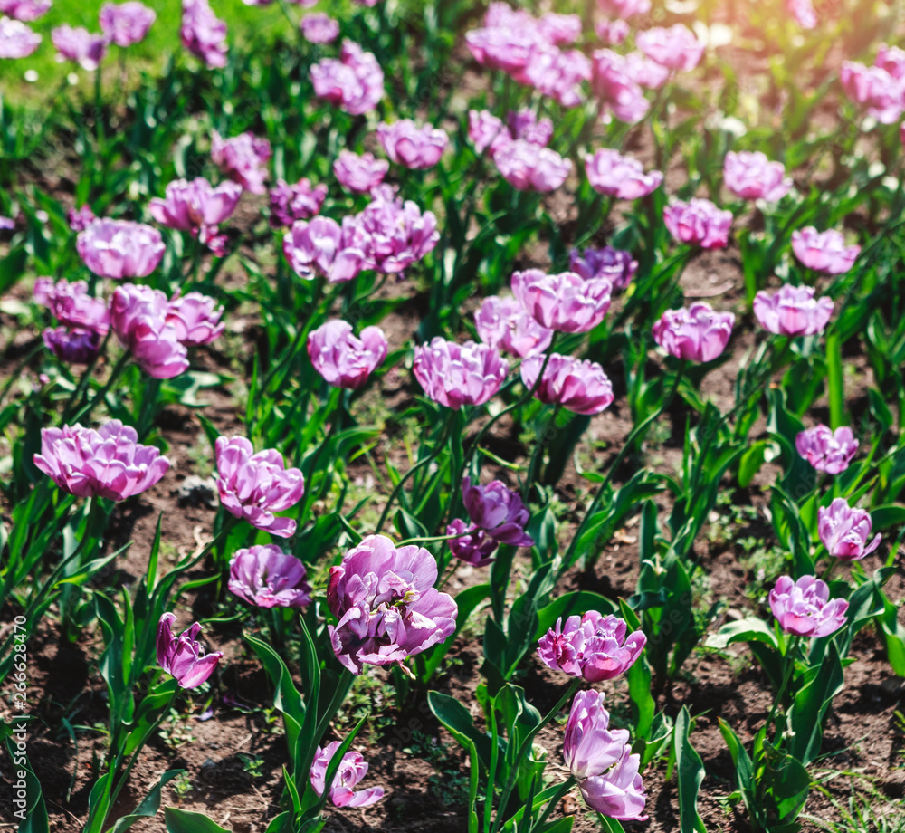 Colorful tulip field, purple flower tulip in spring background, selective focus, closeup