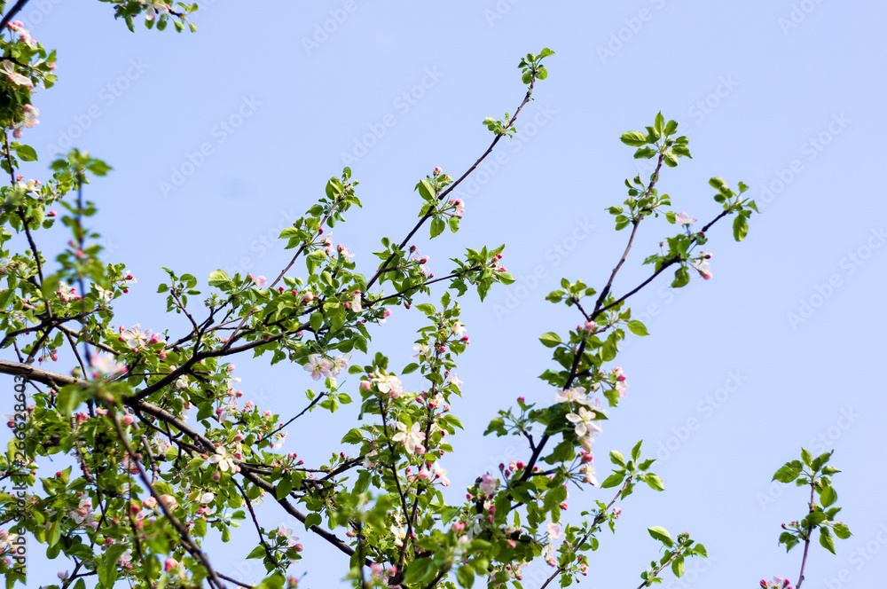 Background of blooming beautiful flowers of apple on a sunny day in early spring close up, soft focus Background of blooming beautiful flowers of apple on a sunny day in early spring close up, soft focus
