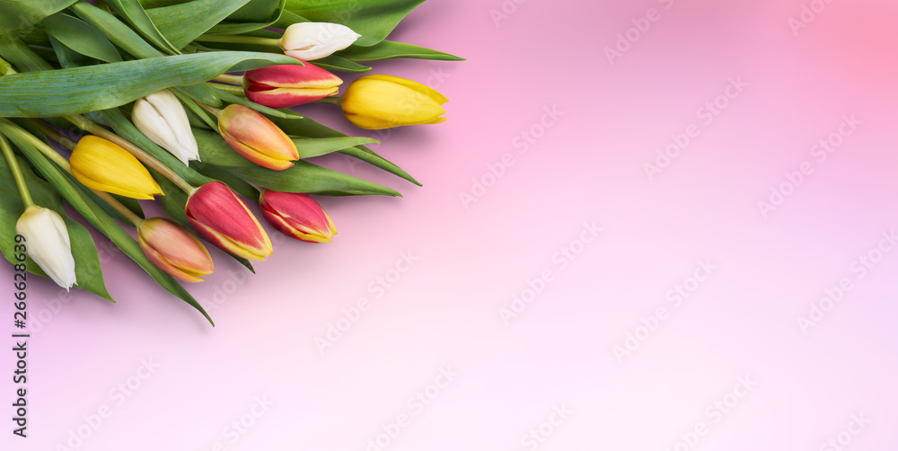 A bunch of tulips isolated against a pink background. - obrazy, fototapety, plakaty 