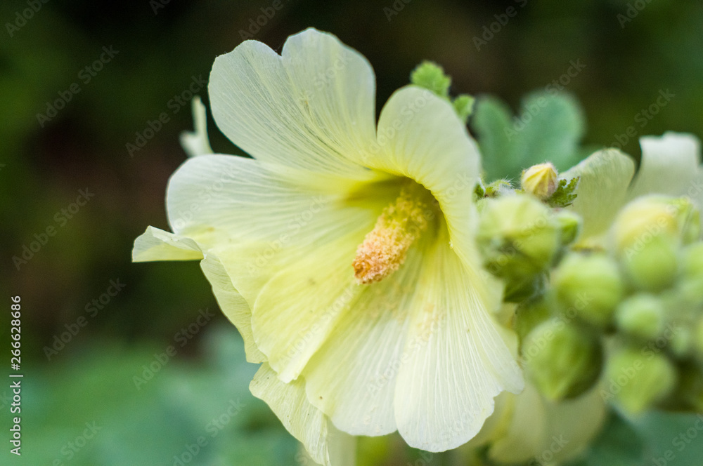 Fototapeta premium Bright Hibiscus flower blooming in the tropical garden, in soft focus on natural green bokeh background