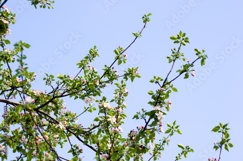 Background of blooming beautiful flowers of apple on a sunny day in early spring close up, soft focus