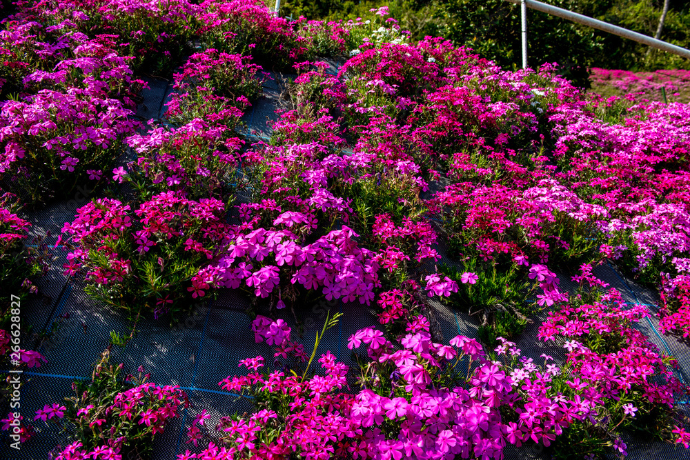 大野町の芝桜