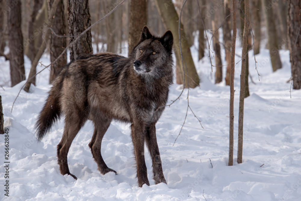 Naklejka premium A startled British Columbian Wolf standing in the snow