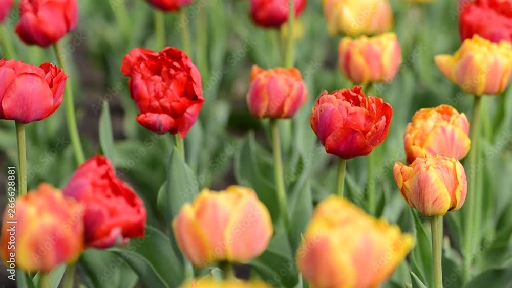 Tulips flowers swaying in the wind, colored spring tulips with beautiful blurred bouquet background Tulips flowers swaying in the wind, colored spring tulips with beautiful blurred bouquet background