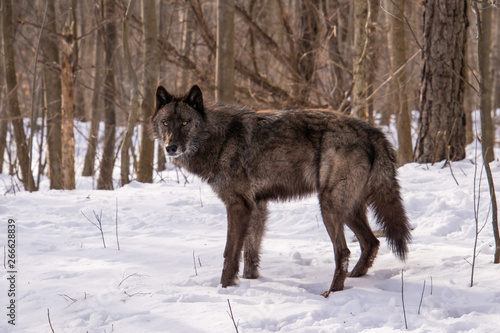 A full profile view of a British Columbian Wolf in Winter © Rose Guinther