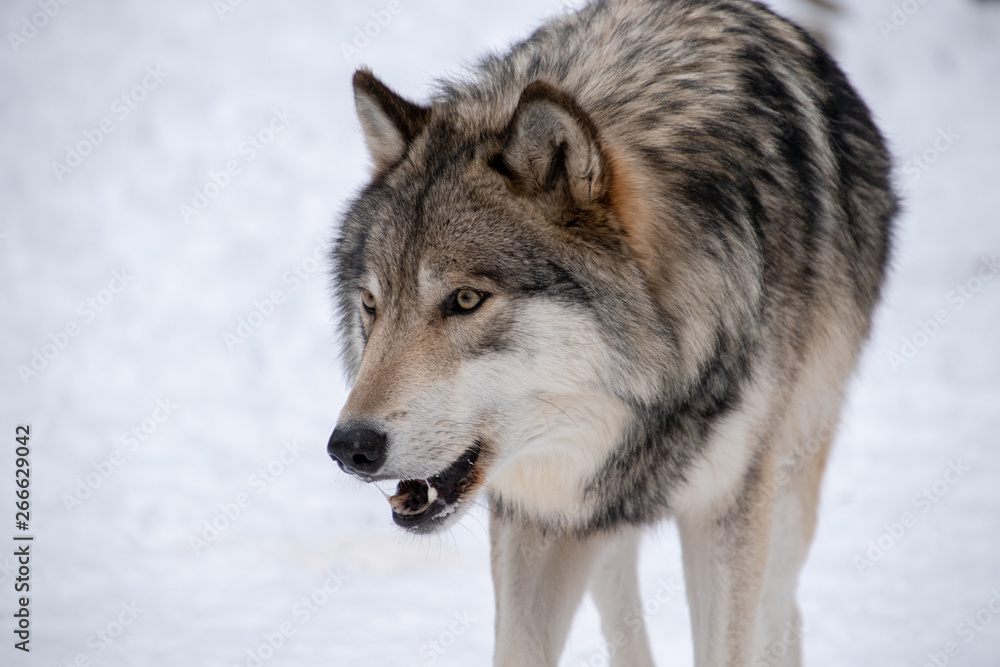 A Timber Wolf growling at another wolf in the pack