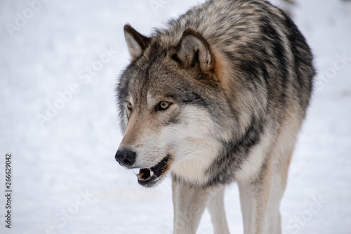 A Timber Wolf growling at another wolf in the pack