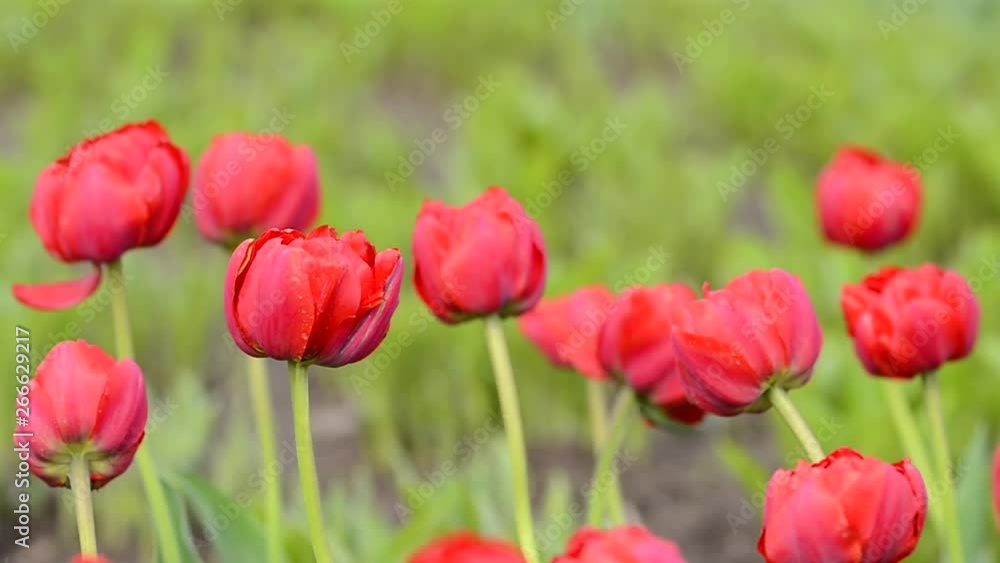 Tulips flowers swaying in the wind, colored spring tulips with beautiful blurred bouquet background Tulips flowers swaying in the wind, colored spring tulips with beautiful blurred bouquet background